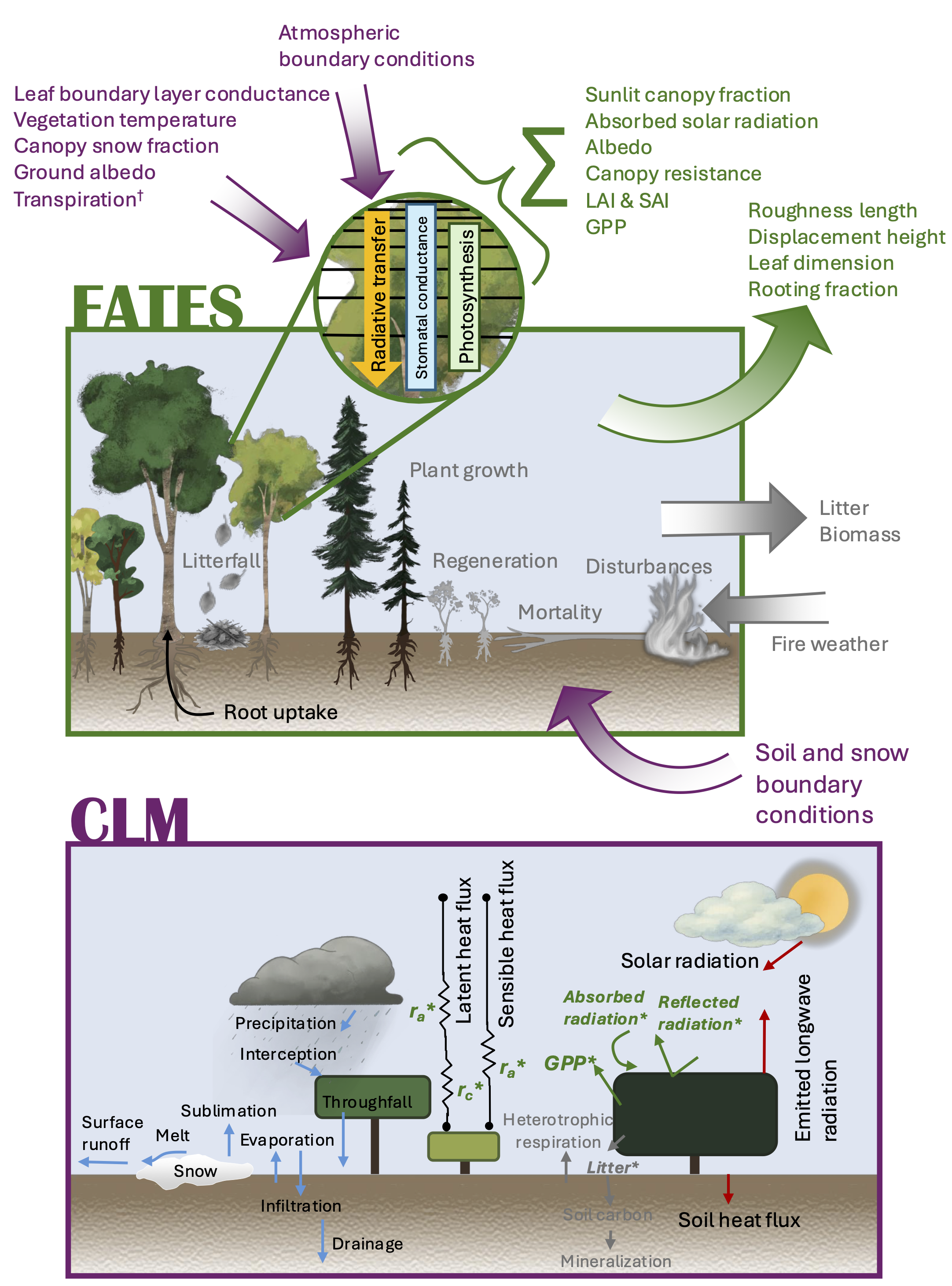 Conceptual relationship between CLM and CLM-FATES